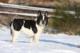 BOULEDOGUE FRANCAIS 988